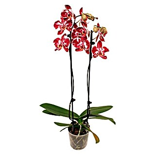 Piardino Schmetterlingsorchidee (Phalaenopsis Hybride Mashimo, Topfgröße: 12 cm, Rot Polka Dots, Anzahl Triebe: 2, Aufrecht)