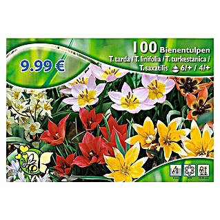 Kiepenkerl Frühlingsblumenzwiebeln Tulpe 'Bienentulpen' (Tulipa, 100 Stk.)