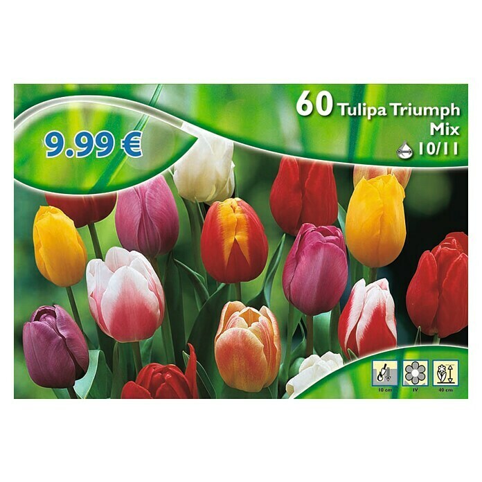 Kiepenkerl Frühlingsblumenzwiebeln Tulpe Triumph Mischung 