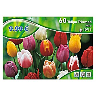 Kiepenkerl Frühlingsblumenzwiebeln Tulpe Triumph Mischung (Tulipa, 60 Stk.)