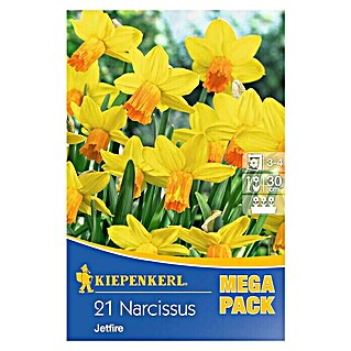 Kiepenkerl Frühlingsblumenzwiebeln Narzisse 'Jetfire' (Narcissus 'Jetfire', 21 Stk.)
