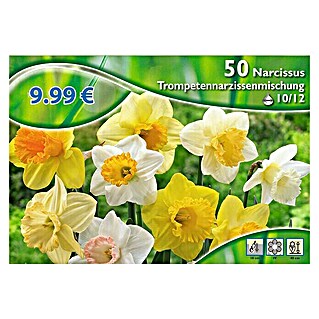 Kiepenkerl Frühlingsblumenzwiebeln Narzisse 'Trompetenmischung' (Narcissus, 50 Stk.)