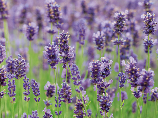 Kübelpflanze Lavendel