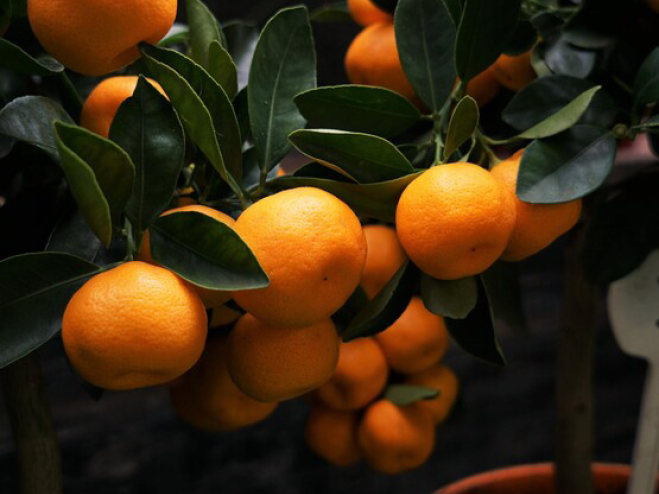Kübelpflanzen Orangenbaum