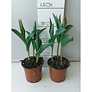 Tulipanes (Tulipan, En función de la variedad)