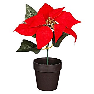 Kerstster Poinsettia (Ø x h: 18 x 18 cm, Rood)