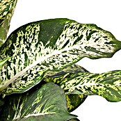 Piardino Dieffenbachie (Dieffenbachia maculata, Topfgröße: 17 cm, Blattfarbe: Bunt)