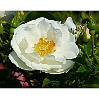 Rosenstämmchen (Rosa 'Innocencia'®, Weiß)
