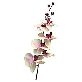 Kunstbloem Phalaenopsis (Hoogte: 78 cm, Polyester)