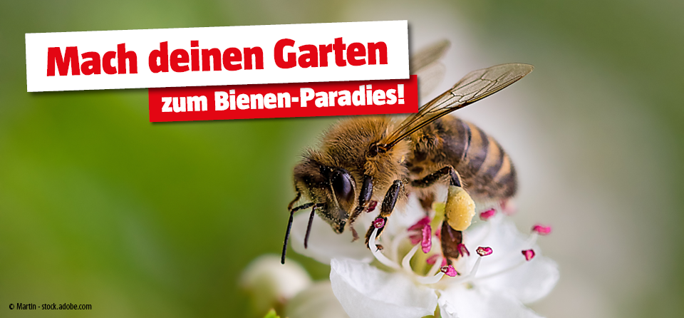 Bienenfreundlicher Garten