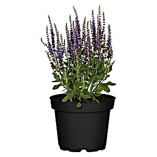 Piardino Garten-Blüten-Salbei (Salvia nemorosa, Topfgröße: 13 cm, Blau)