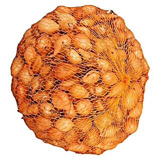 Lučice luka Sturon (Botanički opis: Allium cepa, Berba: Lipanj - Srpanj, 1 kg)