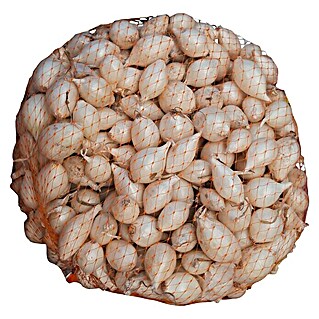Lučice luka Majski srebrenac (Botanički opis: Allium cepa, Berba: Lipanj - Kolovoz, 1 kg)