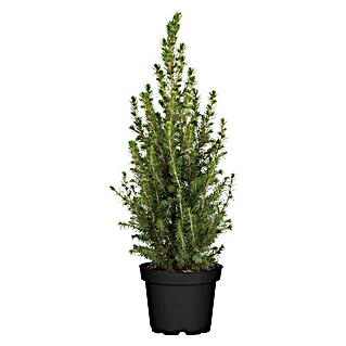 Piardino Zuckerhut-Fichte (Picea glauca 'Conica', Topfgröße: 15 cm)