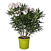 Piardino Oleander (Nerium oleander , Topfgröße: 24 cm, Blütenfarbe: Sortenabhängig)