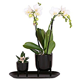 Piardino Geschenk-Set (Farbe Topf: Schwarz, Phalaenopsis & Sukkulente)