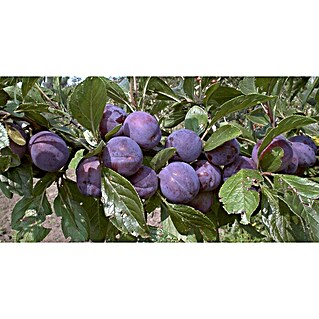 Pflaumenbaum Imperial (Prunus domestica, Erntezeit: August - September)