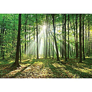 Fototapete Wald-Sonne (B x H: 368 x 254 cm, Vlies)