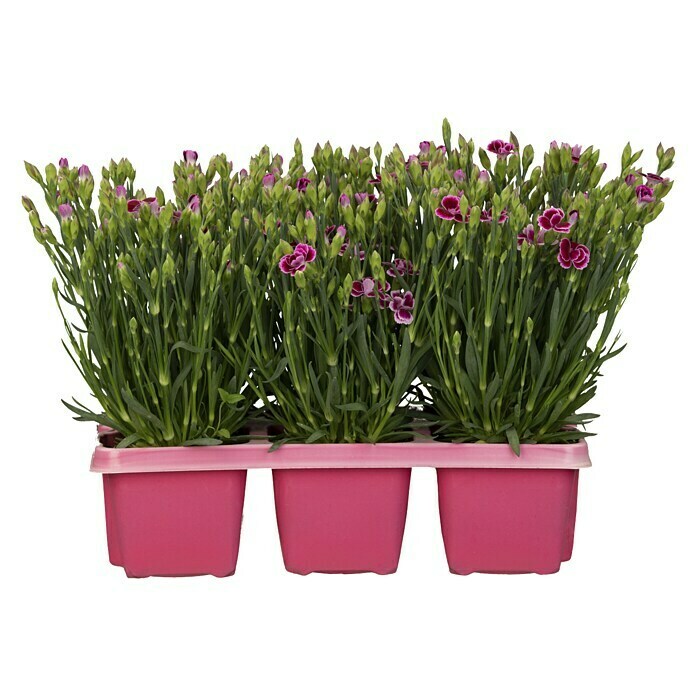 Dianthus caryophyllus 9 Pink Kisses 6 er