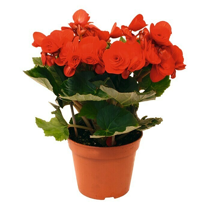 Piardino Begonie (Begonia elatior, Topfgröße: 14 cm, Rot)