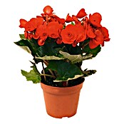 Piardino Begonie (Begonia elatior, Topfgröße: 14 cm, Rot)