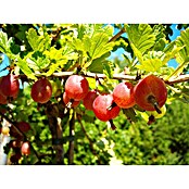 Stachelbeere Sortenmischung Hinnonmäki Rot & Gelb (Ribes uva-crispa Hinnonmäki Rot, Ribes uva-crispa Hinnonmäki Gelb, Erntezeit: Juli)