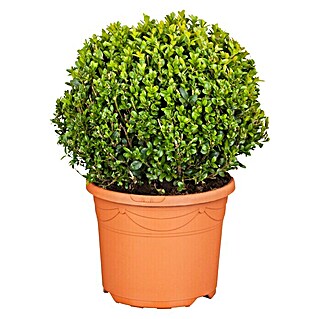 Piardino Buchsbaum (Buxus sempervirens, Topfvolumen: 5 l)