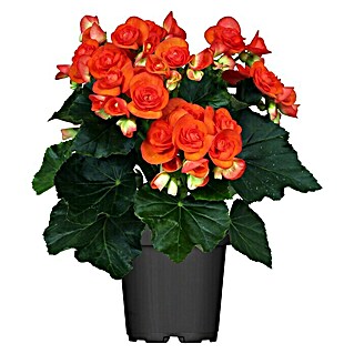 Piardino Begonie (Begonia elatior, Topfgröße: 14 cm, Orange)