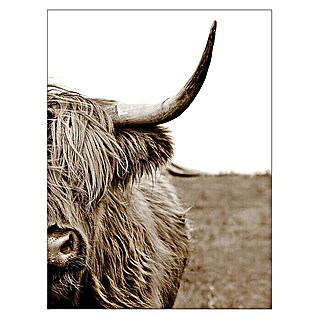 ProArt Leinwandbild (Highland Cattle, B x H: 60 x 80 cm)