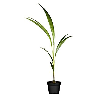 Plantas verdes Nucifera (Cocos nucifera, Tamaño de maceta: 19 cm, null)