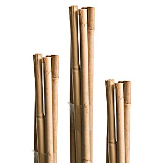 Windhager Bambusstab (Länge: 240 cm)