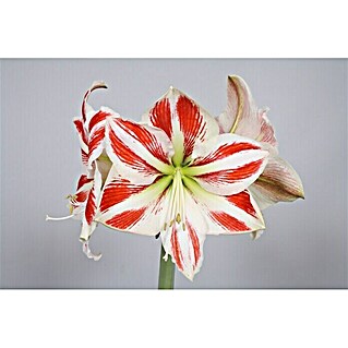 Piardino Amaryllis (Hippeastrum x Hybrid, Topfgröße: 12 cm, Rot/Weiß)