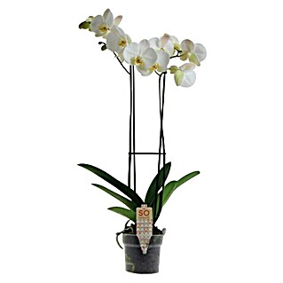 Orquídea mariposa (Phalaenopsis Hybride, Tamaño de maceta: 12 cm, Blanco, Número de brotes: 2 ud., En posición vertical)