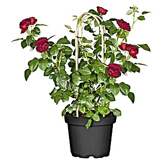 Piardino Topfrose (Rosa Hybride, Topfgröße: 22 cm, Sortenabhängig)