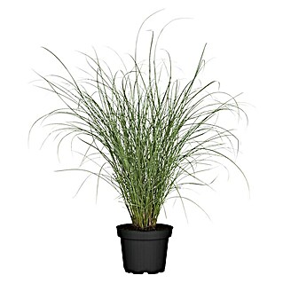 Piardino Ziergräser (Poaceae in Arten & Sorten, Topfvolumen: 5 l)