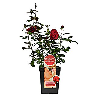 Piardino Edelrose Duftfestival (Rosa Hybride, Blütenfarbe: Rot)
