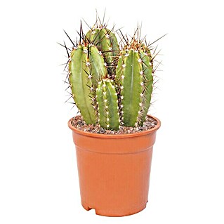 Piardino Kaktus in Sorten (Cactaceae, Topfgröße: 17 cm)
