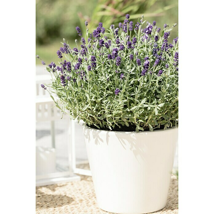 Lavendel (Lavendula angustifolium, Topfgröße: 14 cm, Blau/Lila)