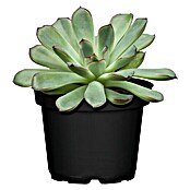 Piardino Echeverie (Echeveria pulidonis, Topfgröße: 12 cm, Grau/Grün)