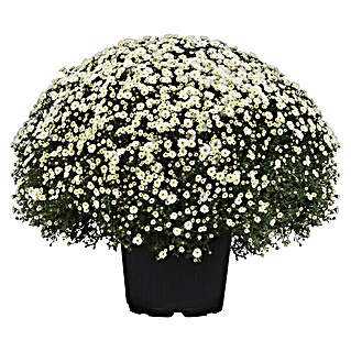 Piardino Herbst-Chrysantheme (Chrysanthemum indicum Hybride, Topfgröße: 33 cm, Sortenabhängig)