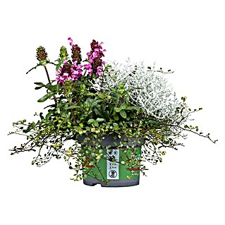 Piardino Pflanzen-Mix Triolino Herbst (Topfgröße: 13 cm, Blütenfarbe: Sortenabhängig)