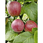 Apfelbaum Jamba (Malus domestica Jamba, Topfgröße: 10 l, Erntezeit: August - September)