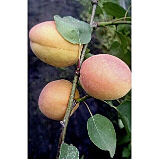 Aprikose Goldrich (Prunus armeniaca, Erntezeit: Juli)
