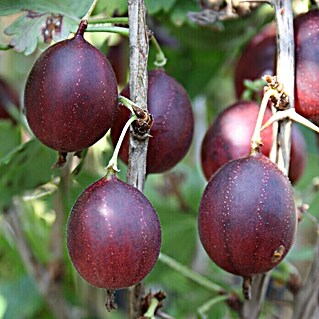 Stachelbeere Captivator (Ribes uva-crispa Captivator, Topfgröße: 3 l, Erntezeit: Juli - August)