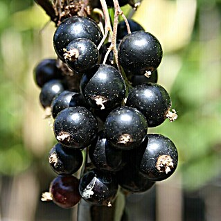 Schwarze Johannisbeere Titania (Ribes nigrum Titania, Topfvolumen: 3,5 l, Busch, Erntezeit: Juli - August)