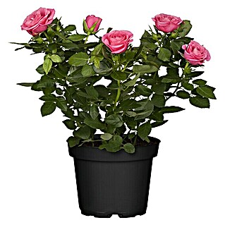 Piardino Topfrose Patio Hit (Rosa Hybride, Topfgröße: 13 cm, Rot)