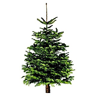 Nordmann kerstboom (100 cm - 125 cm, Kerstboom, Gezaagd)