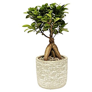 Piardino Bonsai Ginseng (Ficus microcarpa ginseng, Topfgröße: 21 cm, Dunkelgrün)
