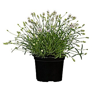 Piardino Lavendel (Lavendula angustifolia, Topfgröße: 9 cm, Blütenfarbe: Violett/Weiß/Rosa)