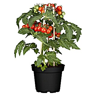 Piardino Tomate (Solanum lycopersicum, Topfgröße: 15 cm)